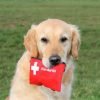 Cat & Dog First Aid